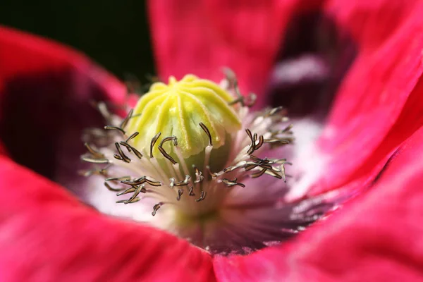 Plan Macro Tête Graine Des Étamines Potentielles Pavot Oriental Écarlate — Photo