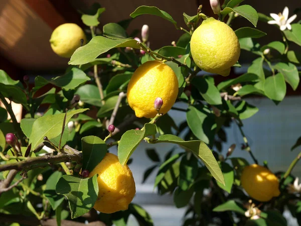 Lemon Tumbuh Pohon Lemon — Stok Foto