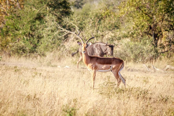 Maschio Impala Protagonista Della Telecamera Nel Kruger National Park Sud — Foto Stock