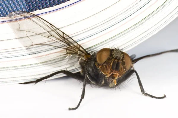 House Fly Killed Magazine Extreme Close — Stock Photo, Image