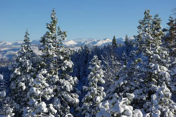 Árboles Cubiertos Nieve Fresca Mirando Hacia Sierra Crystal Range — Foto de Stock