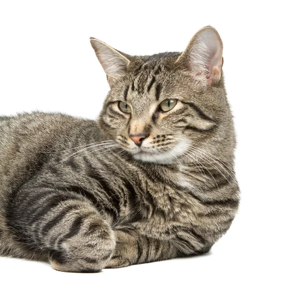 Κοντινό Κομμάτι Της Γάτας Επιλεκτική Εστίαση — Φωτογραφία Αρχείου