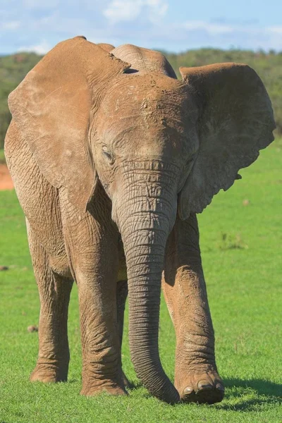 Elefante Hembra Naturaleza Salvaje Durante Día —  Fotos de Stock