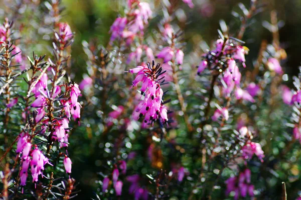 Fleurs Roses Dans Champ — Photo