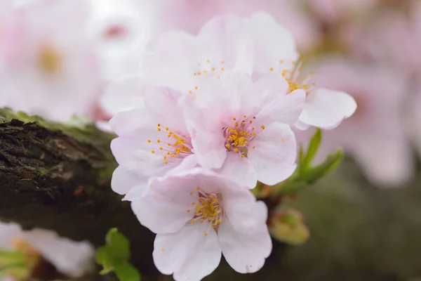 Macro Détails Blanc Somei Yoshino Variété Branches Fleurs Cerisier Dans — Photo