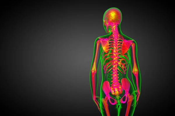 Καθιστούν Ιατρική Απεικόνιση Του Οστού Σκελετός Προβολή Πίσω — Φωτογραφία Αρχείου