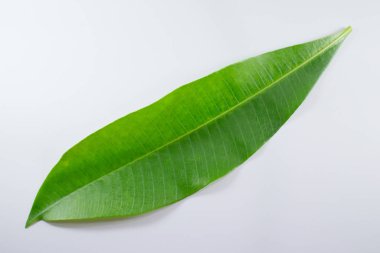 Close up Green leaf of Bombax ceiba tree isolated clipart