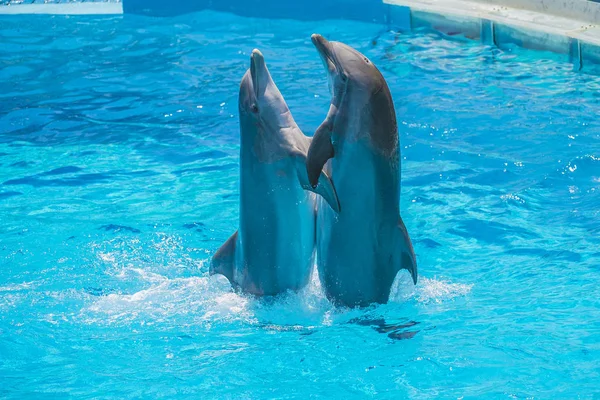 Dolphin Par Har Demonstration Tango Dans Alla Bilder Skjuten Juli — Stockfoto