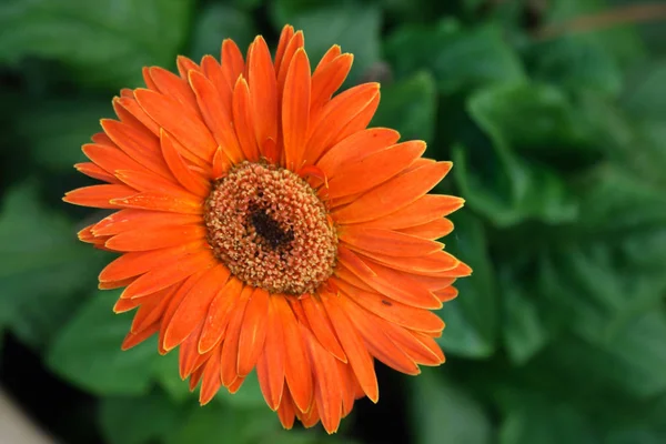 Close Orange Daisy — Stock Photo, Image