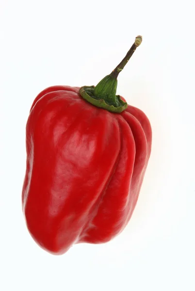 Red Habanero Chili Pepper Capsicum Annuum — Stock Photo, Image