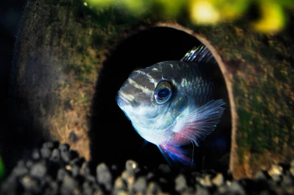 Mooie Vissen Het Aquarium — Stockfoto