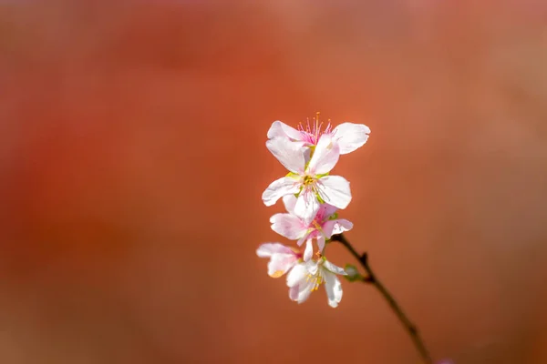 Sakura Cherry Blossoms Spring Background Japan — Stock Photo, Image