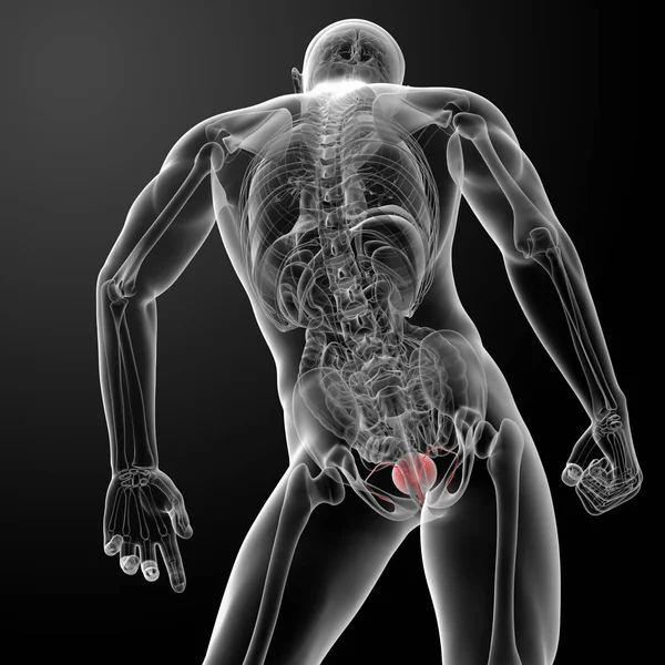 Renderizar Anatomia Bexiga Visão Traseira — Fotografia de Stock