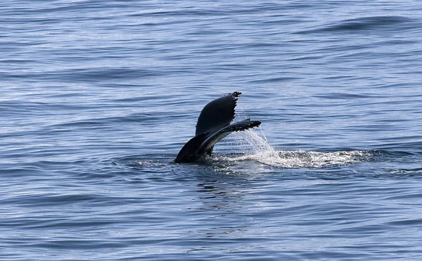 Tail Humpback Whale Megaptera Novaeangiae Gerlache Strait Antarctica — Stock Photo, Image