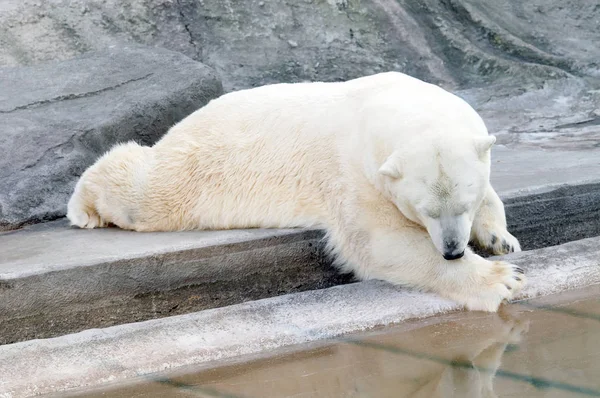 白熊躺在岩石上 看着水 — 图库照片