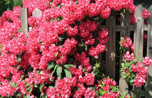 Růžových Rododendronových Květin Zblízka Flora — Stock fotografie