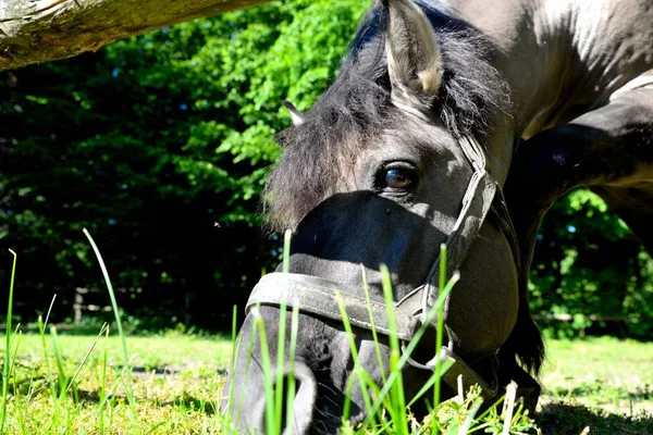 Άλογο Γκρι Ποντίκι Επίστρωση Στέκεται Μια Δωρεάν Εκτέλεση — Φωτογραφία Αρχείου
