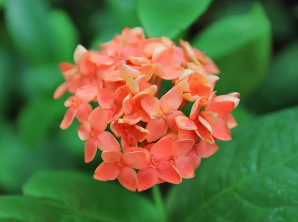 Flores Tailândia Florescer Verão — Fotografia de Stock