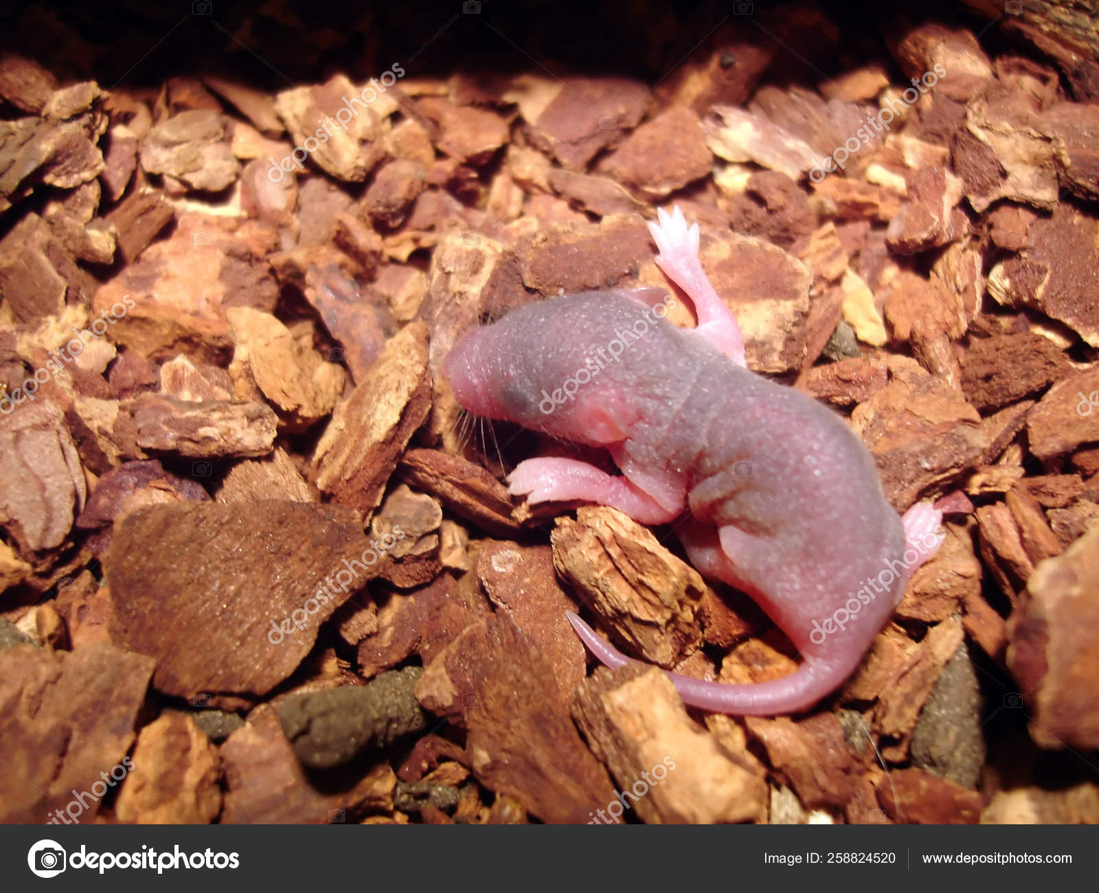 Baby Pinky Feeder Mouse Fora Gecko Eat Stock Photo Image By C Yayimages