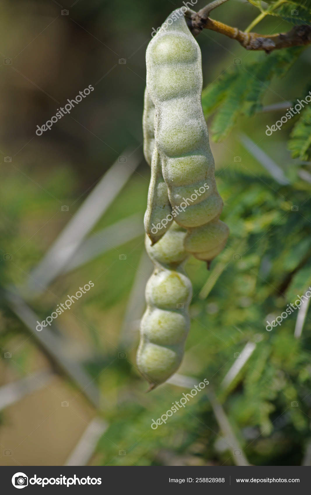 33 Acacia Nilotica Stock Photos Images Download Acacia Nilotica Pictures On Depositphotos