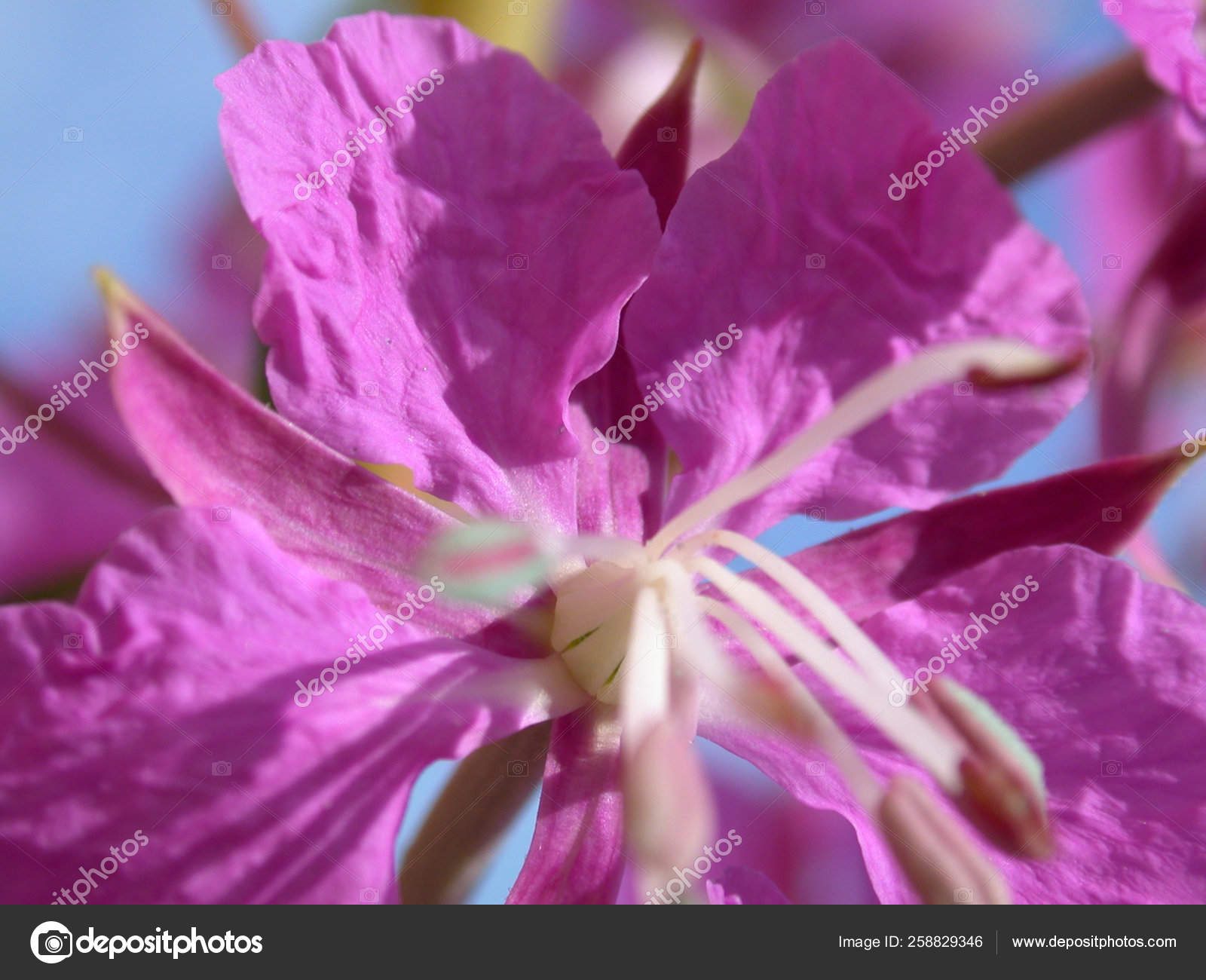Rose Bay Flowers Willow Herb Macro Stock Photo by ©YAYImages 258829346