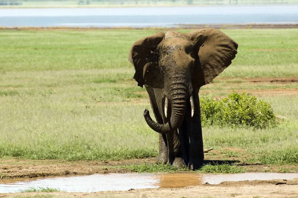 Elefante Parque Nacional Del Lago Manyara Mejor Tanzania —  Fotos de Stock