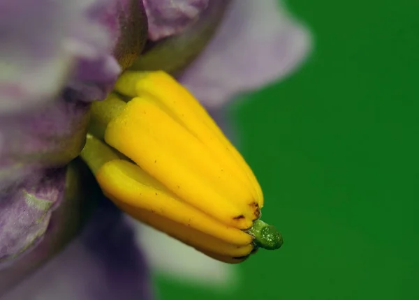 马铃薯植物中花卉的宏观图景 — 图库照片
