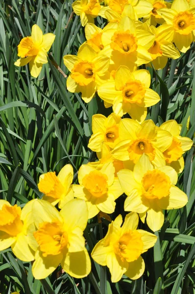 Daffodils Hubbard Park Meriden Connecticut — Fotografia de Stock