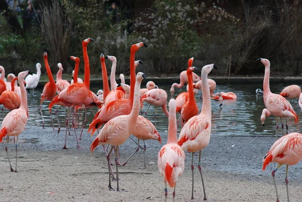 Gyönyörű Flamingók Egy Tóban — Stock Fotó