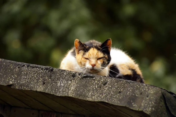 Detailní Záběr Roztomilé Spící Kočka — Stock fotografie