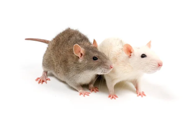 Braune Und Weiße Ratte Vor Weißem Hintergrund — Stockfoto