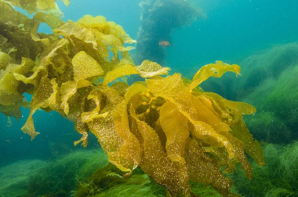 Obří Kelp Fronds Ostrova San Clemente — Stock fotografie