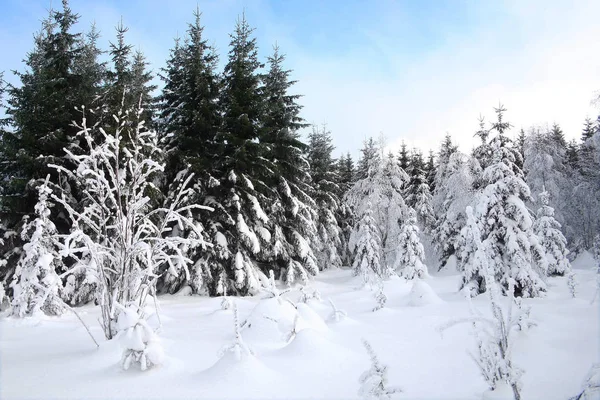 Vinter Skog Med Snö Bakgrunden — Stockfoto