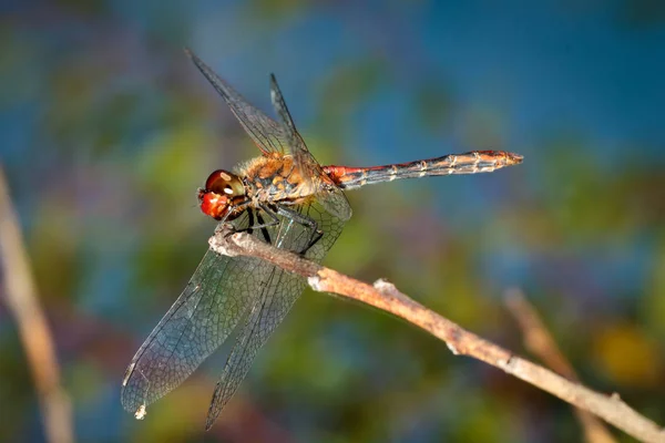 Libélula Ojos Rojos Sobre Tallo Marrón — Foto de Stock