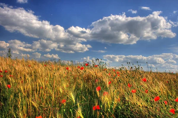 Auf Dem Foto Roter Mohn Weizen Auf Dem Hintergrund Himmel — Stockfoto