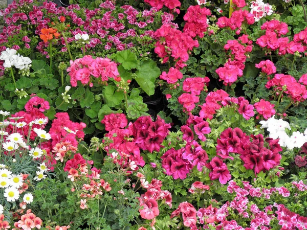 Florart 2015 Květiny Rostliny Mezinárodní Výroční Výstavě Záhřebu Chorvatsku — Stock fotografie