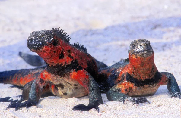 Tengeri Iguanas Amblyrhynchus Cristatus Galápagos Szigetek Keleti Csendes Óceán — Stock Fotó