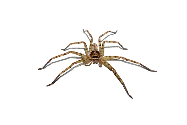 Home Spider Brown White Background — Stock Photo, Image