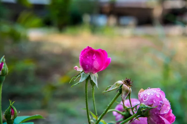 Rosas Rosadas Jardín Del País Tailandia —  Fotos de Stock