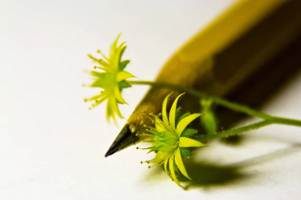 Lápiz Afilado Con Una Pequeña Fotografía Macro Flores — Foto de Stock