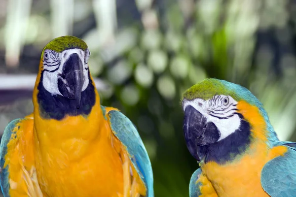 Primer Plano Loros Zoológico — Foto de Stock