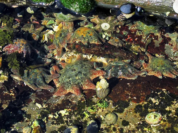 Ковер Sea Star Patiriella Calcar Своей Естественной Среде Обитания — стоковое фото
