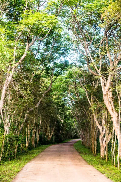 Camino Bosque Que Cubre Con Ramas Árboles —  Fotos de Stock