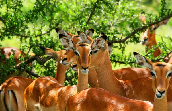 Divoká Antilopa Afrika Keňa Národního Parku Samburu — Stock fotografie