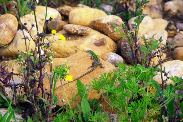 Lizard Wildlife Wild Ground Tail Sun Stone Rock Reptile Quick — Stock Photo, Image