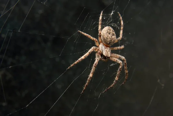 Cruza Aranha Teia — Fotografia de Stock