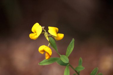 Yellow rattlebox flower also called rattleweed Crotalaria spectabilis blooms in Lakes Park in Fort Myers, Florida clipart