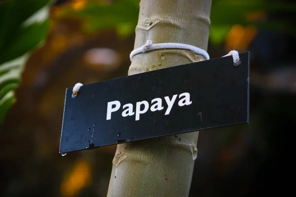 Papaya Label Pada Pohon Pepaya Taman Tropis — Stok Foto