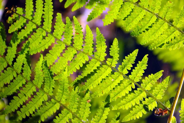 Foto Profilen Bracken Skogen Med Lite Bakgrundsbelysning — Stockfoto