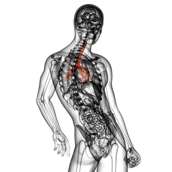 Medical Illustration Male Bronchi Side View — Stock Photo, Image